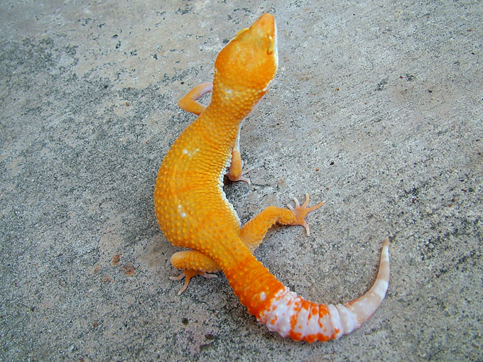 Tremper Giant Hybino @ 40g