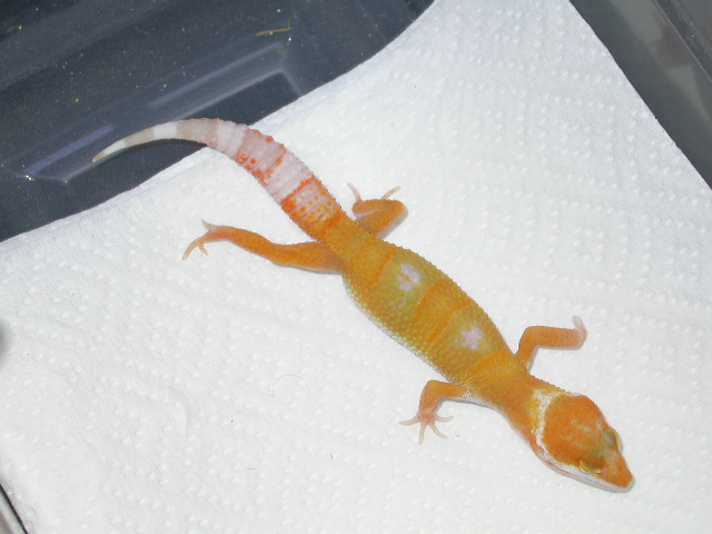 Tremper Giant Hybino