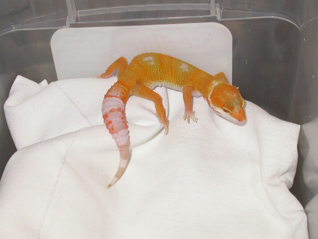Tremper Giant