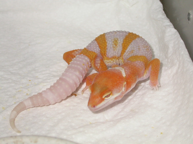 Tremper Giant