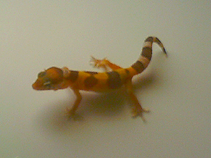 Tremper het Raptor