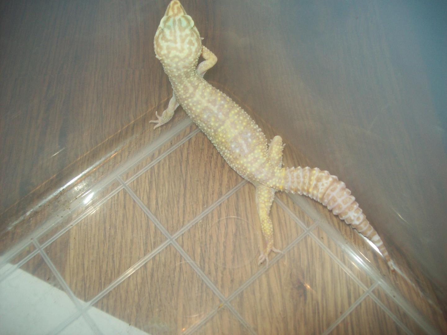 tremper_albino