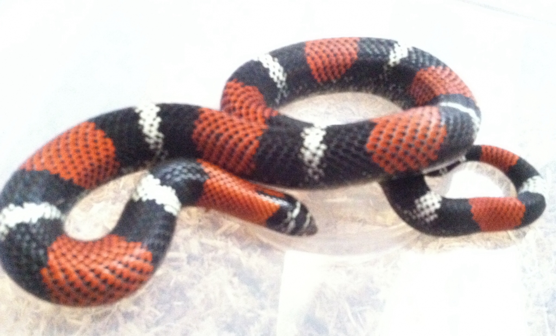 Tri-color
