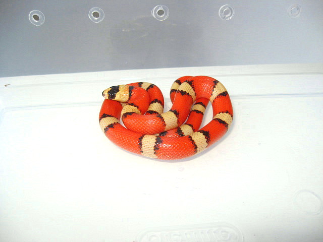 tricolor hypo