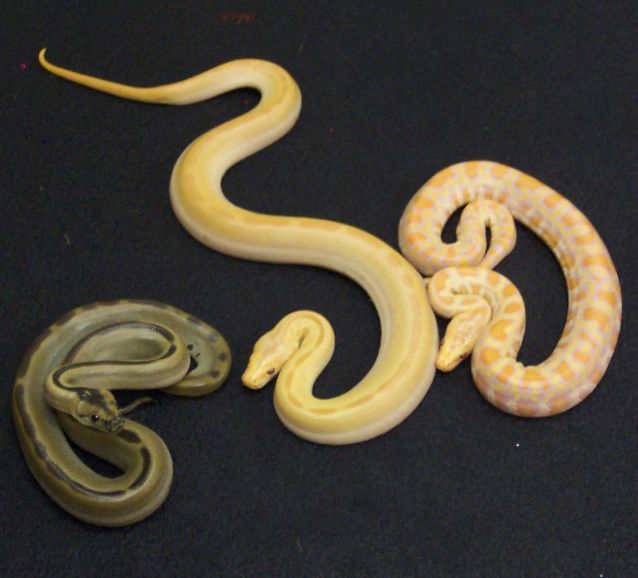 Trio