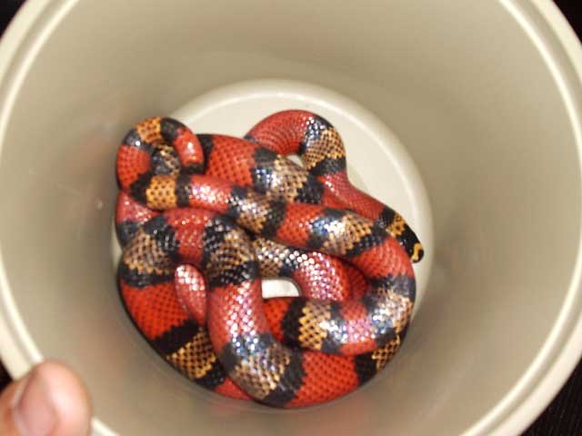 Triple Het Male Hondo