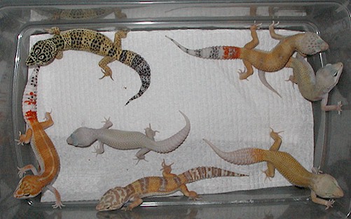 Tub full of geckos