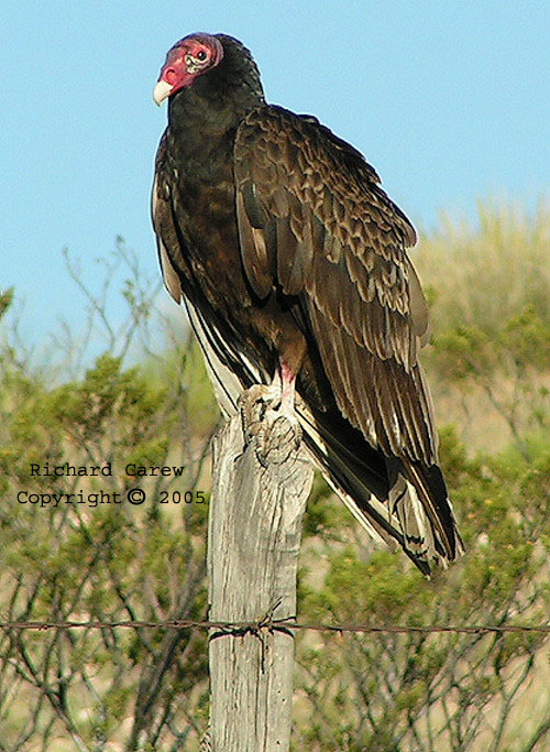 Turkey Vulture