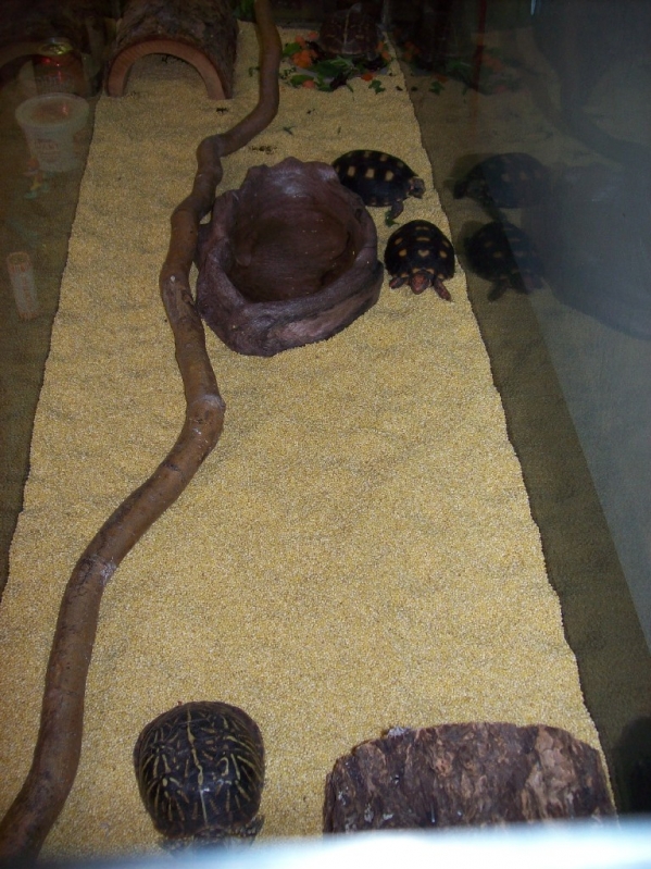 Turtle Pad