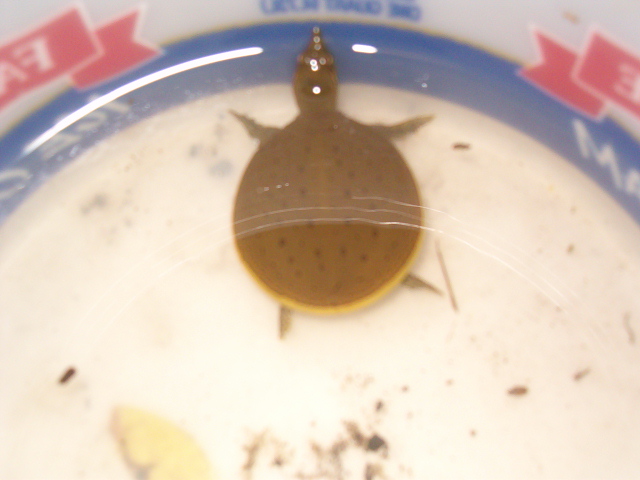 turtle2