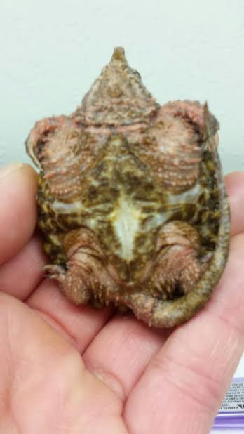 turtle3
