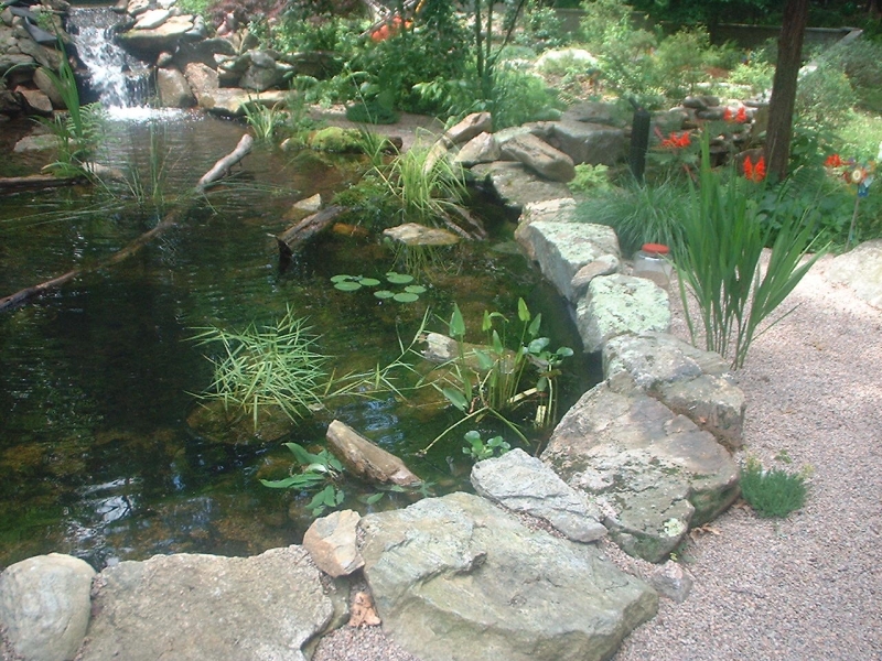 Turtlepond