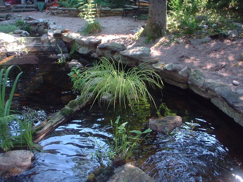 Turtlepond