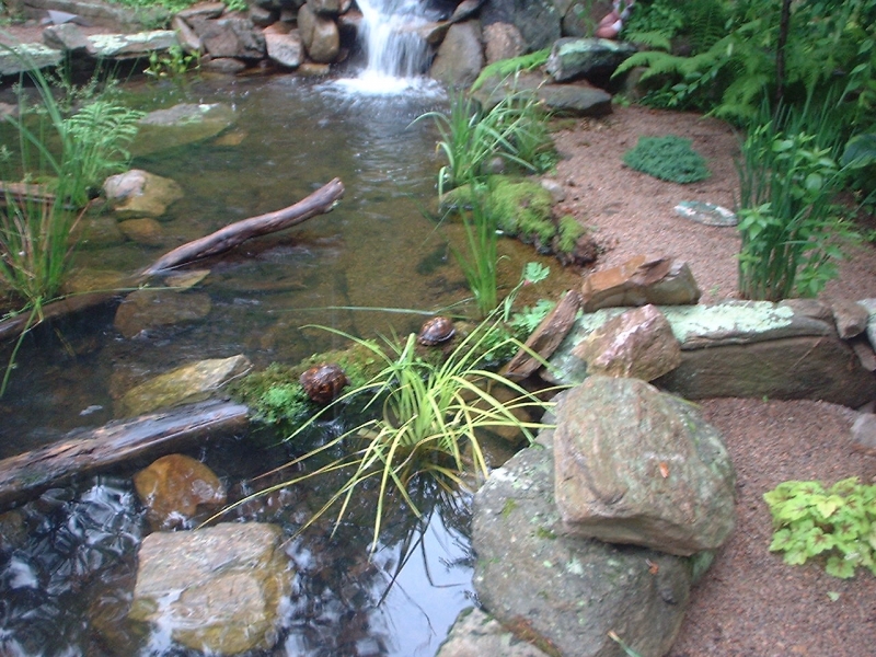 turtlepond