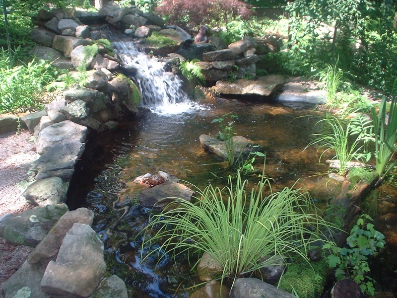 turtlepond