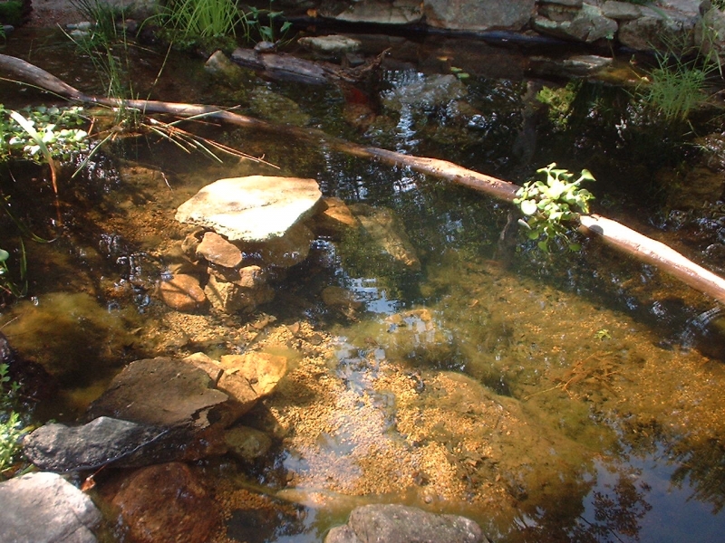 TURTLEPOND