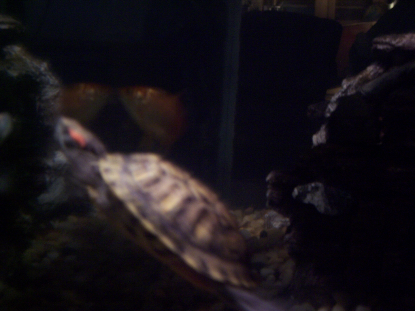 turtlez