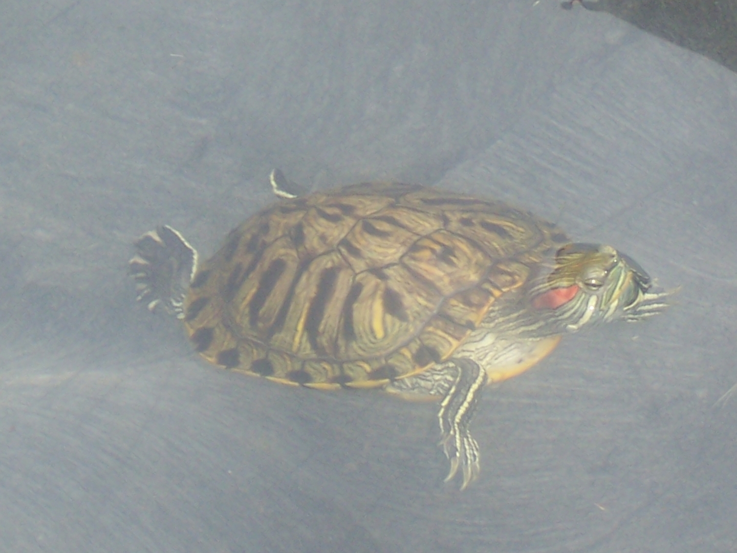 turtlez