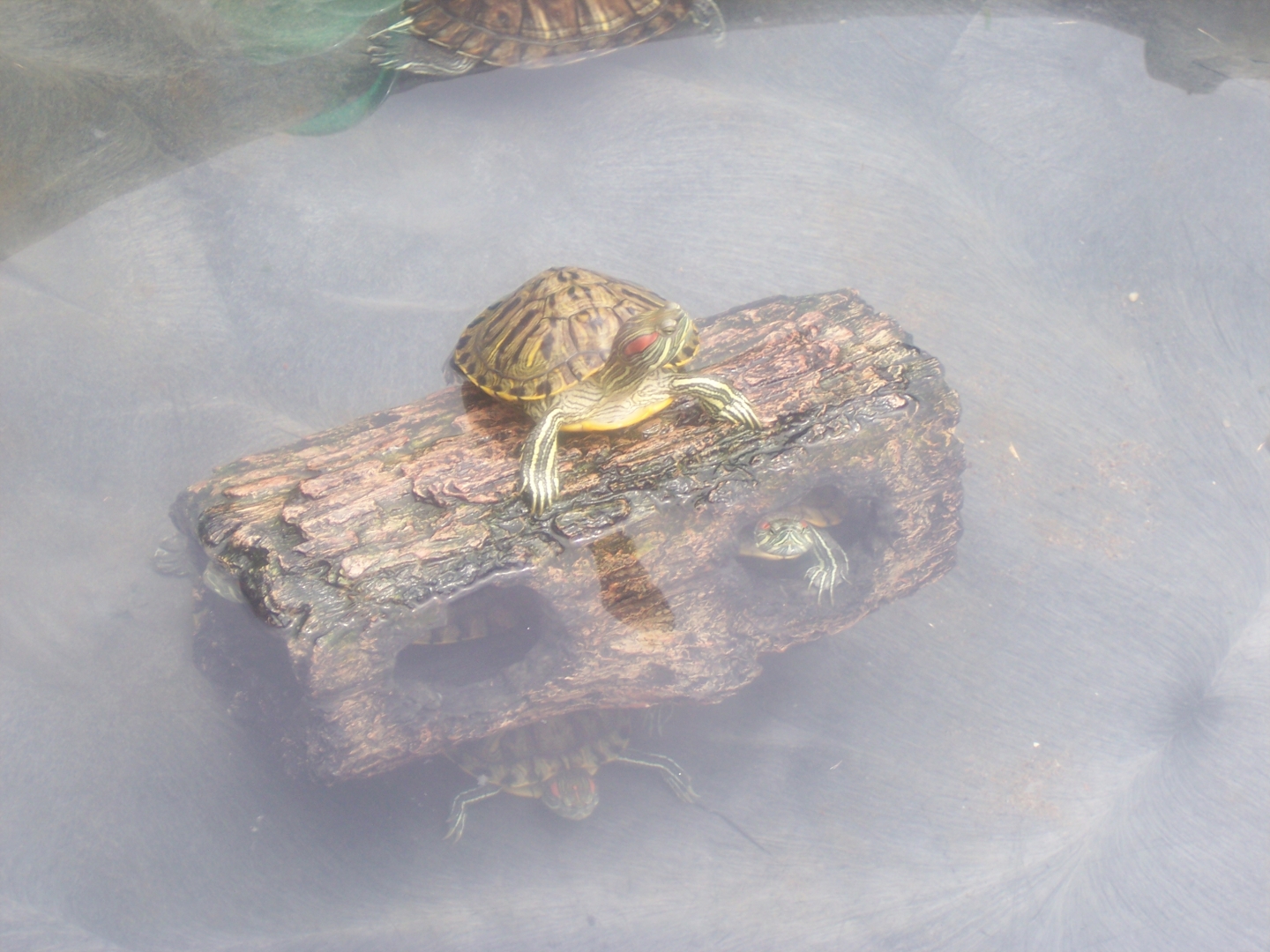turtlez