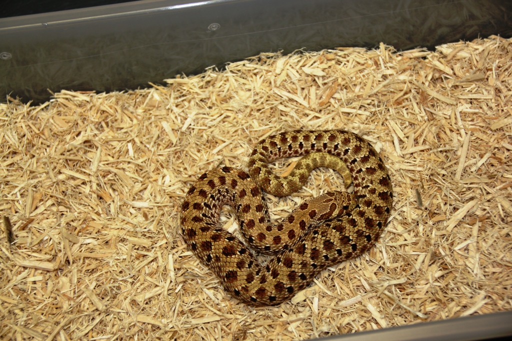 Twin Spot Male I got in a trade