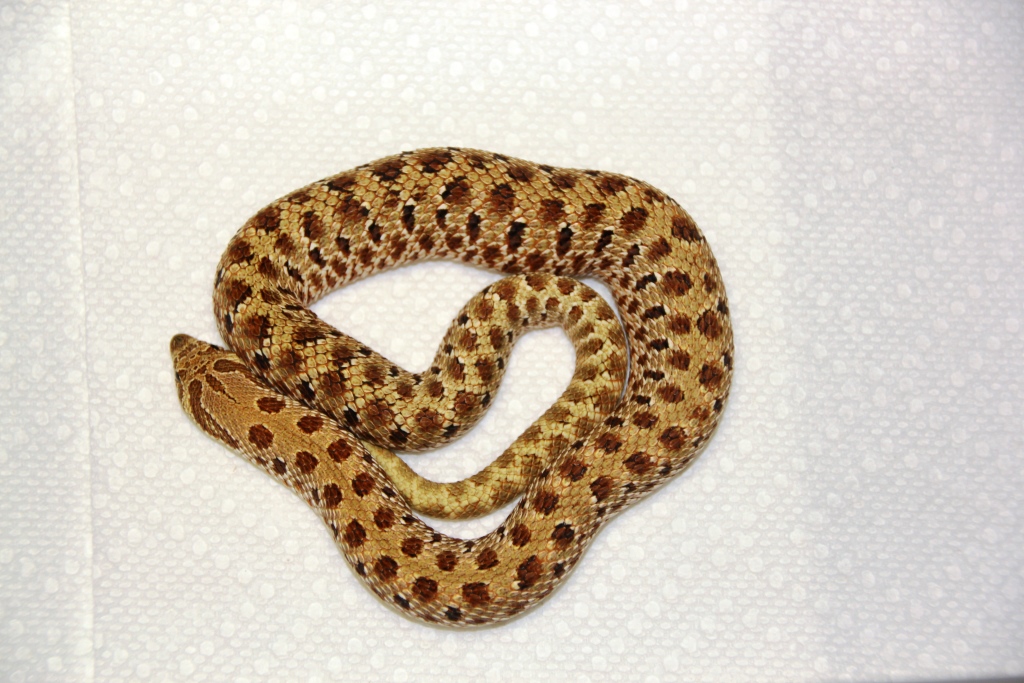 Twin Spot Male I got in a trade