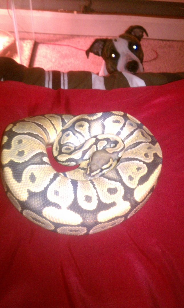 two ball pythons up for trade!!!!!!!
