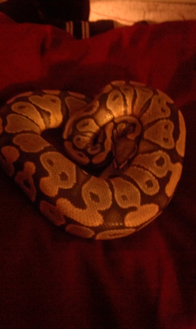 two ball pythons up for trade!!!!!!!