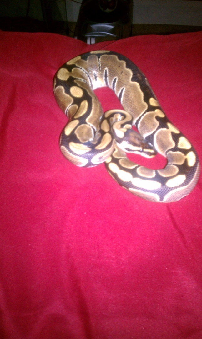 two ball pythons up for trade!!!!!!!