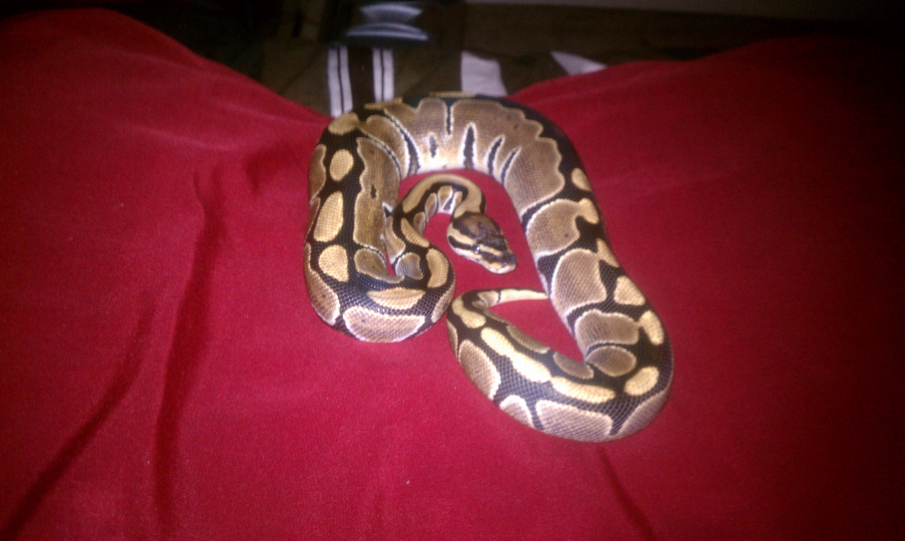 two ball pythons up for trade!!!!!!