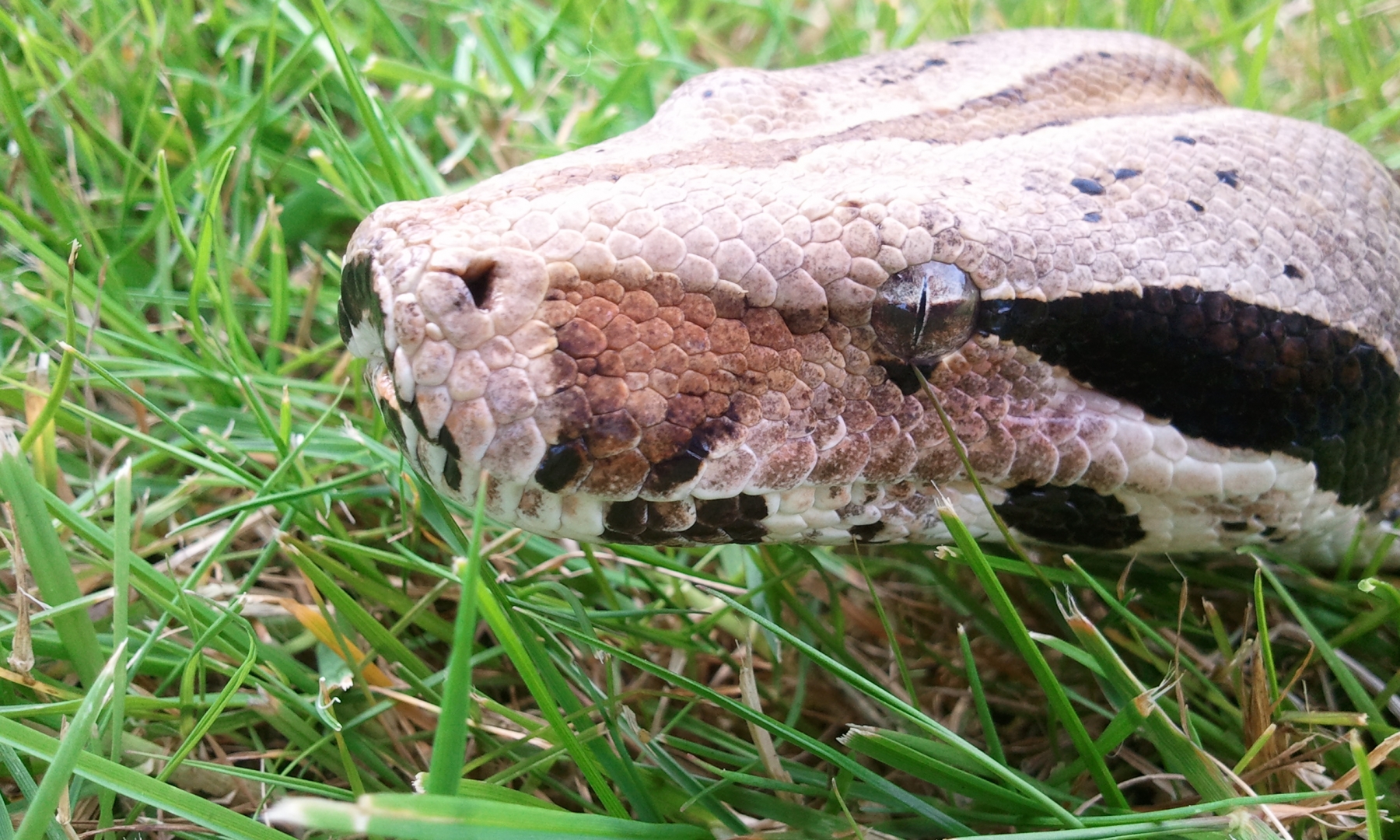 Two Boas
