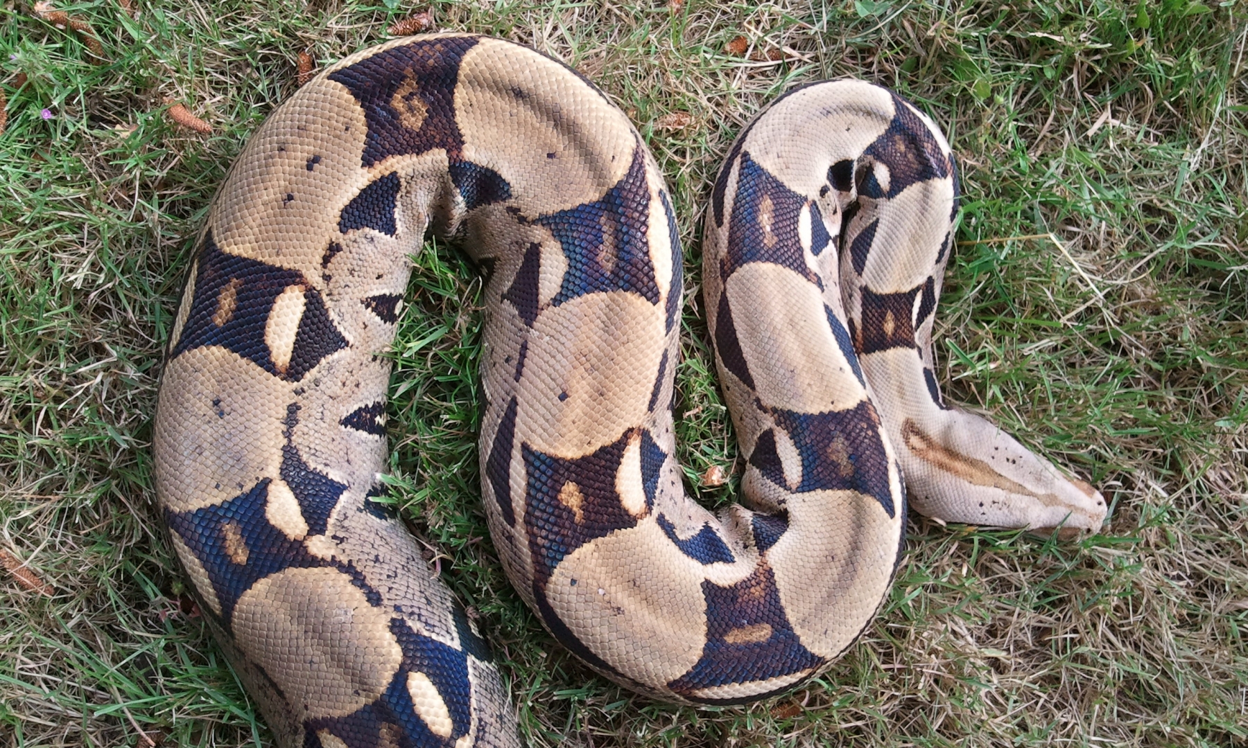 Two Boas