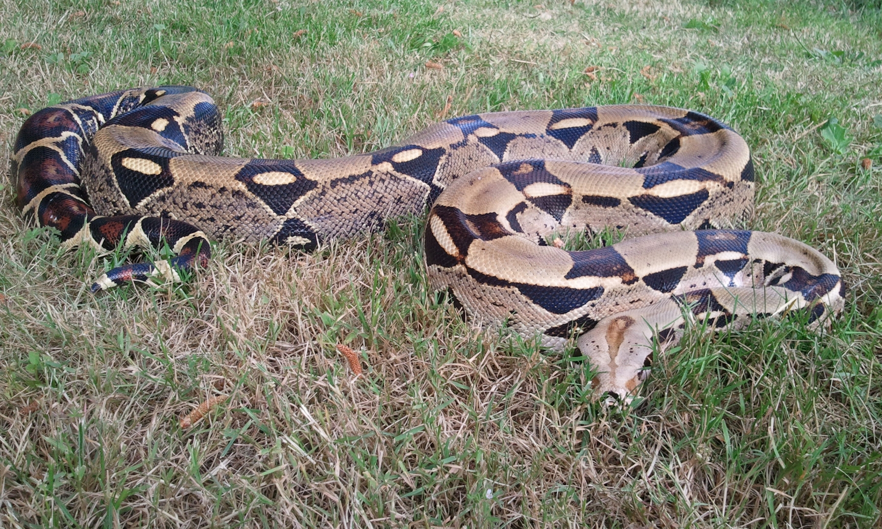 Two Boas