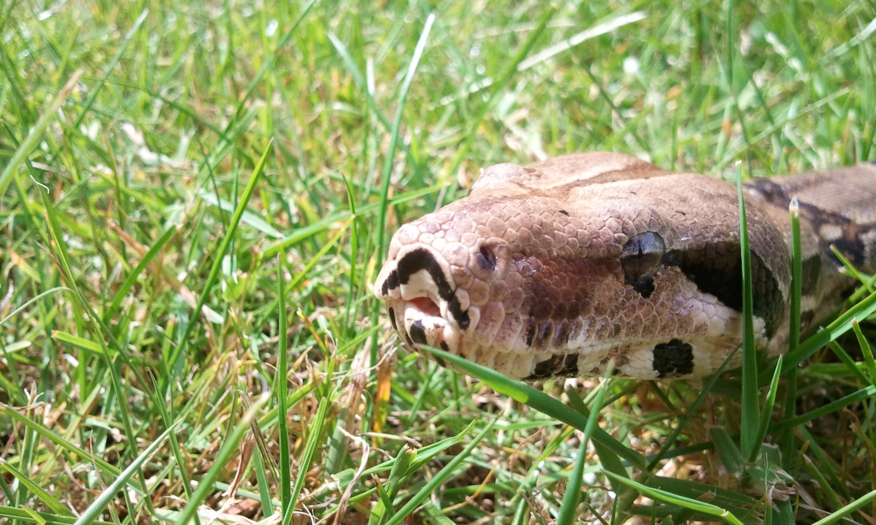 Two Boas
