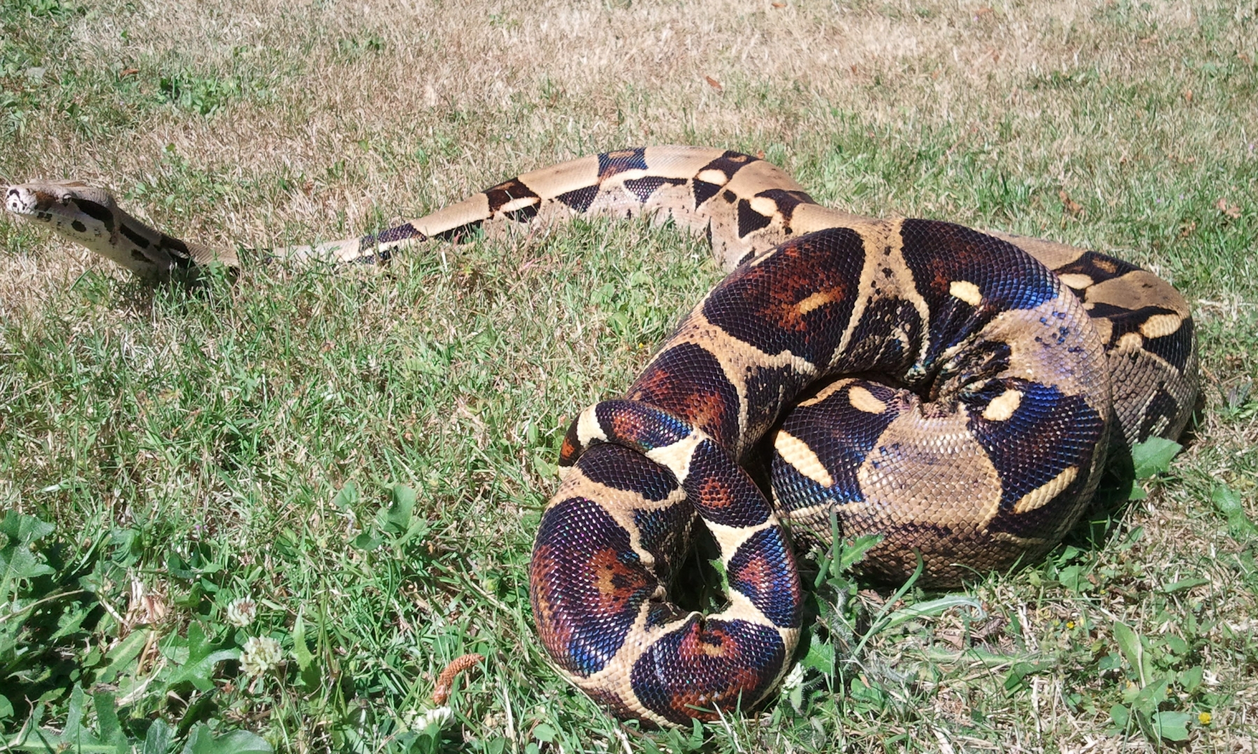 Two Boas