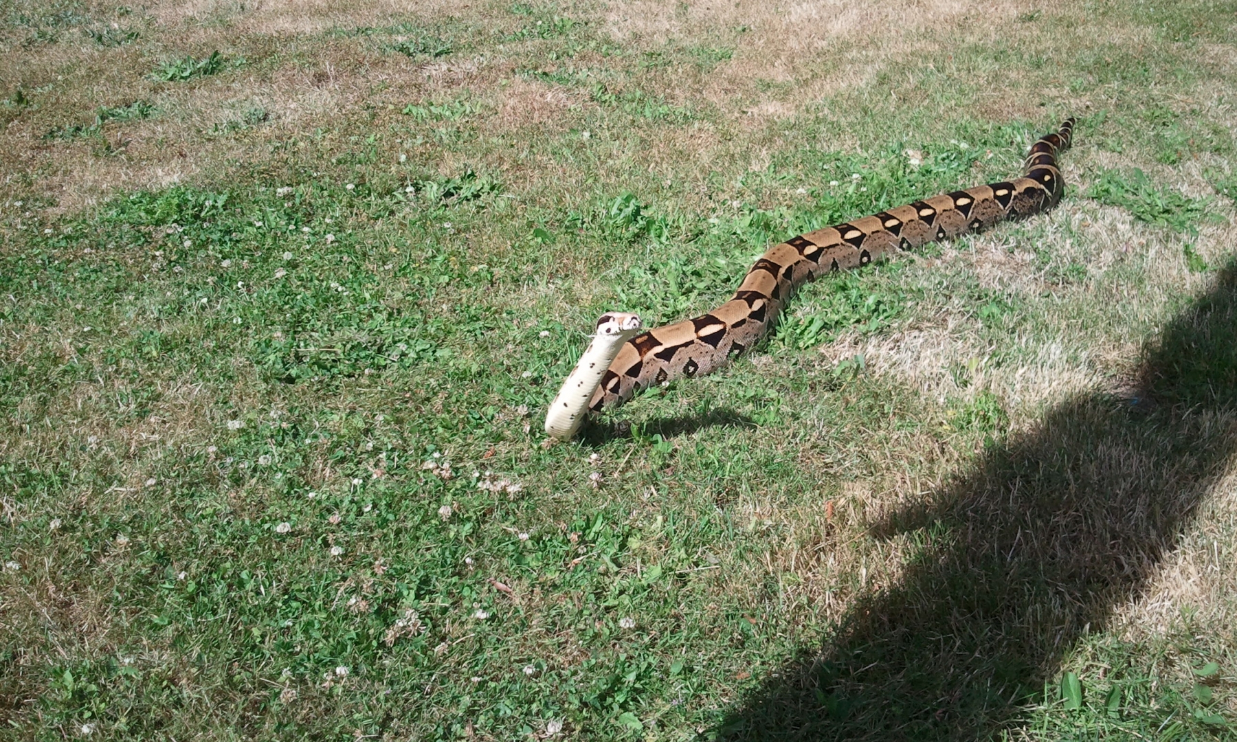 Two Boas