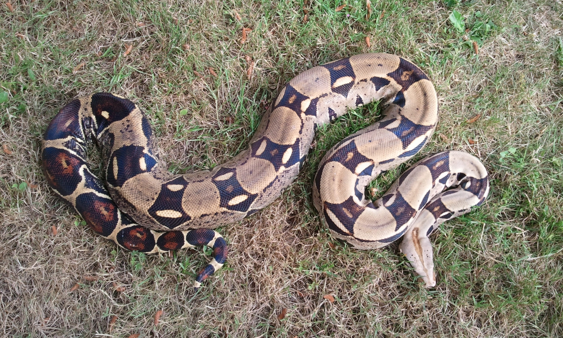 Two Boas