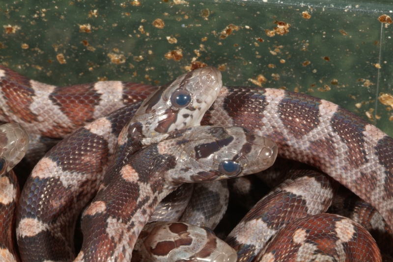 Two headed Blood Red Corn Snake