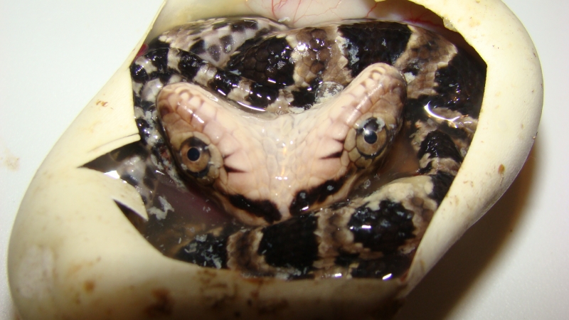 Two Headed False Water Cobra