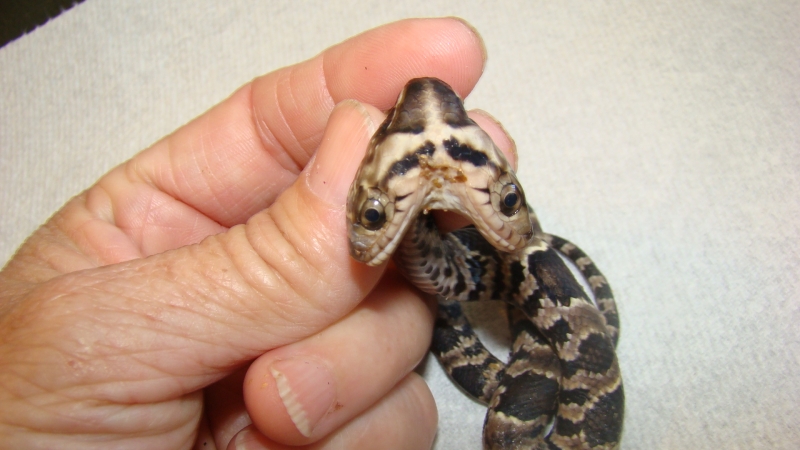 Two Headed False Water Cobra