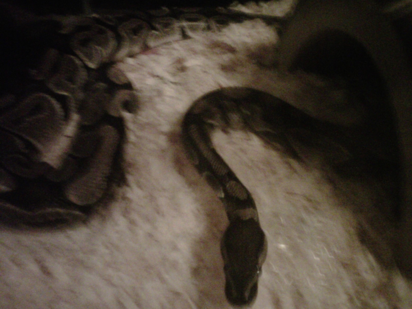 Two of my bigger pythons
