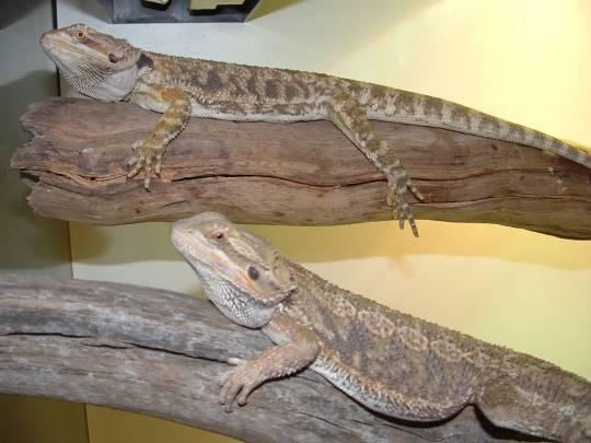 Two young male Bearded Dragons