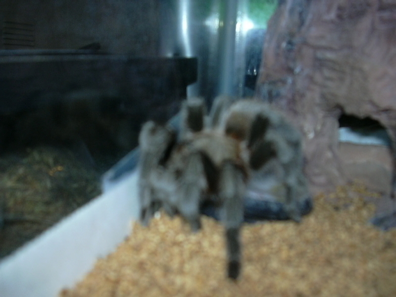 tx br tarantula