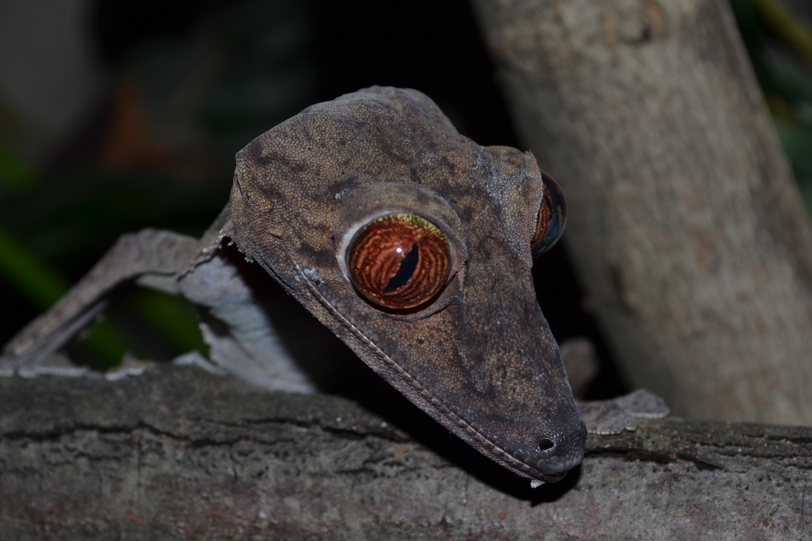 U.Fimbriatus Male