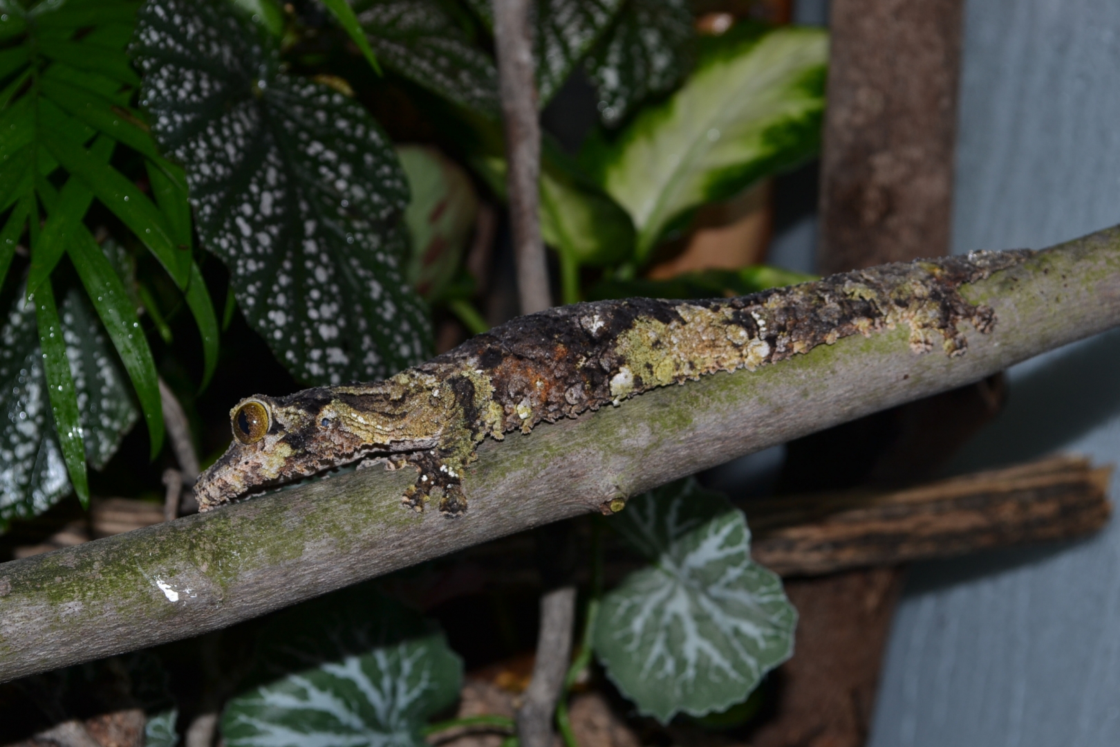U.Sikorae female