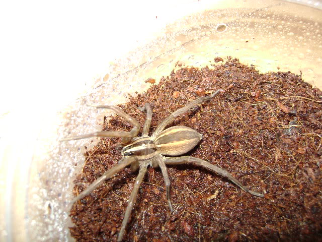 Uknown Wolf Spider