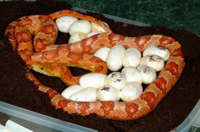 Ultra/Amel Corn Snake with eggs