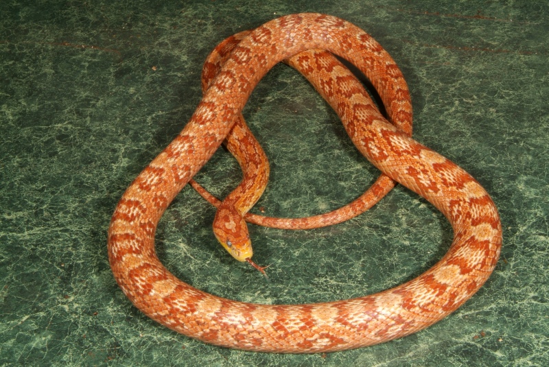 Ultra Hypo (original female)
