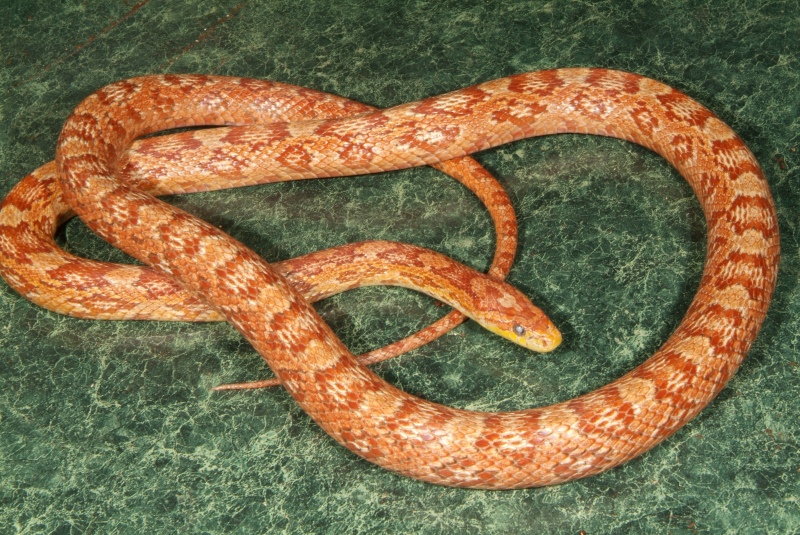 Ultra Hypo (original female)