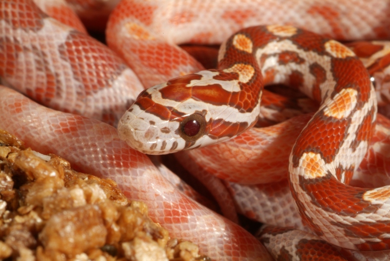 Ultramel Corn
