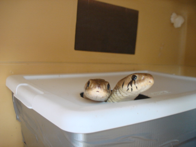 uni breeding